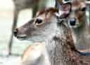 キュウシュウジカの写真 3